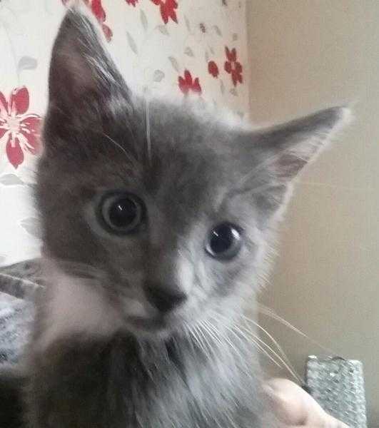 Beautiful grey and white kittens