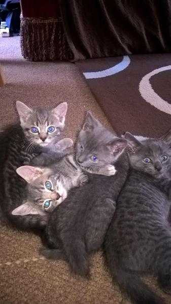 Beautiful half british shorthair quarter bengal kittens for sale