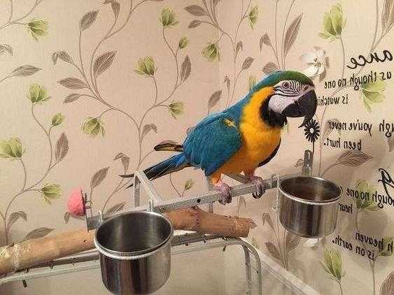 Beautiful Hand Raised Blue amp Gold Macaws with cage