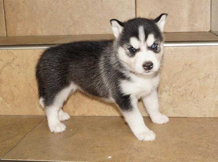 Beautiful Husky Puppies 1 Boy And 1 Girl Left