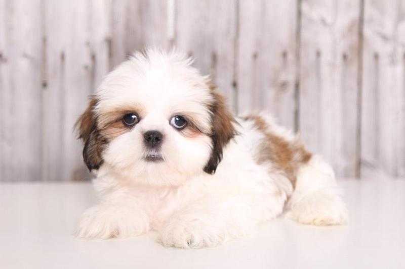 beautiful Imperial Shih Tzu puppies for sale