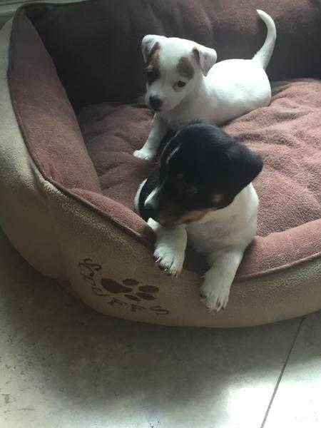 Beautiful Jack Russel puppies