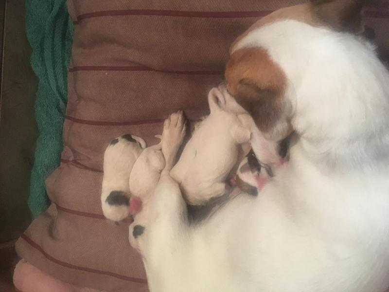 BEAUTIFUL JACK RUSSEL PUPPIES FOR SALE