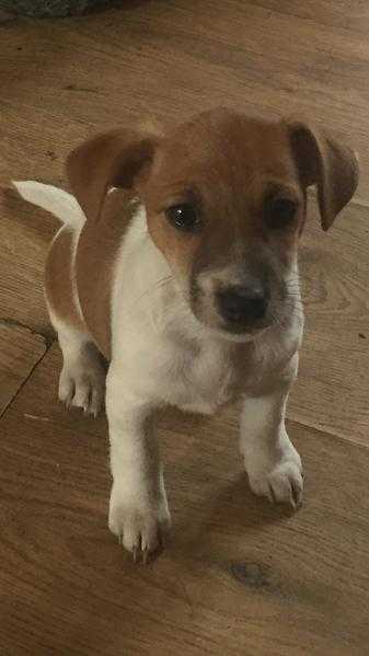 Beautiful Jack Russell puppies