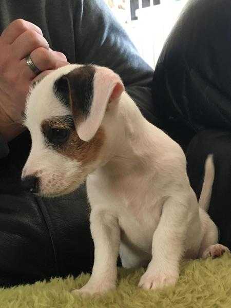 Beautiful Jack Russell puppies (miniature )