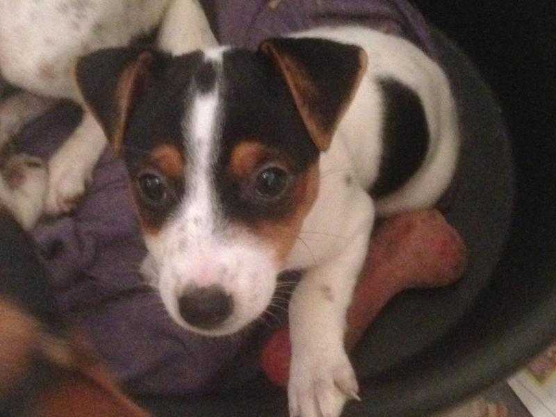 Beautiful Jack Russell Puppy