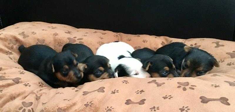 Beautiful Jack Russell Pure Bred Puppies