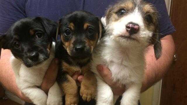 Beautiful  Jack Russell x  Dachshund Puppies for sale