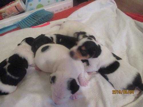 Beautiful JRT pups