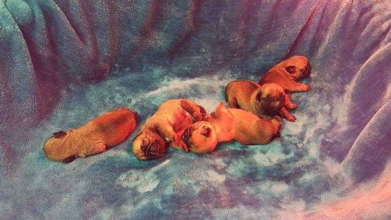 BEAUTIFUL KC PUG PUPS