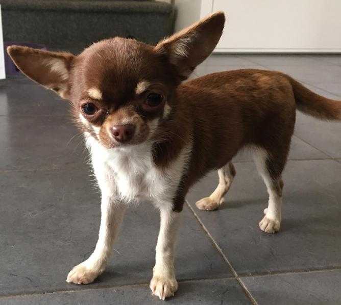 Beautiful Kc reg Chihuahua Girl For Sale