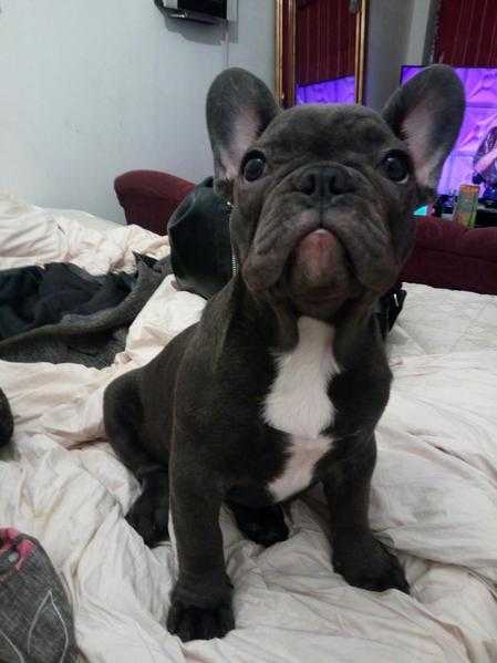 Beautiful KC reg French bull dog puppies for sale GORGEOUS