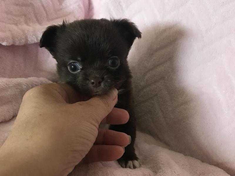 Beautiful KC registered chihuahua puppies