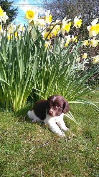 Beautiful KC registered English Springer Spaniels