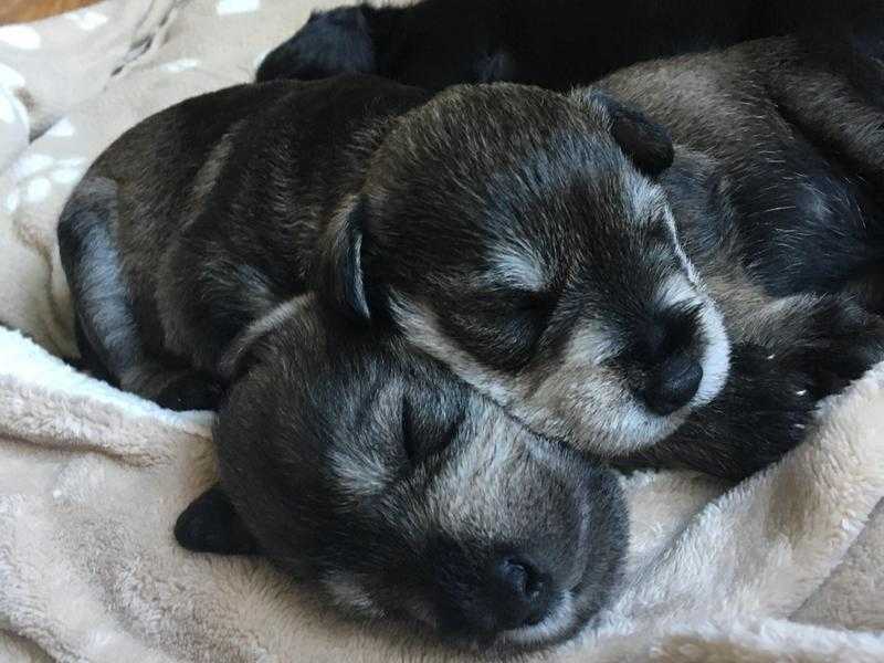 Beautiful KC registered miniature schnauzer puppies