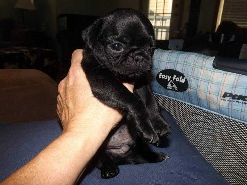 Beautiful KC Registered Pug Puppies