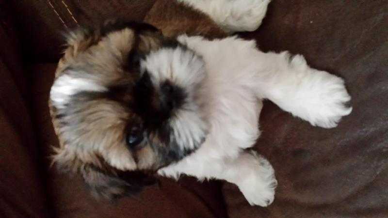 beautiful kc registered shih tzu puppies