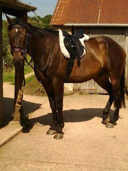 Beautiful, kind 16.1hh Bay gelding 8 years Ex polo