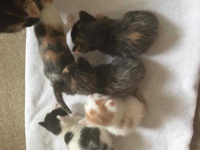 Beautiful kittens available