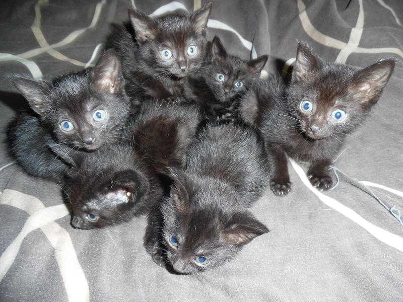 Beautiful kittens for sale.