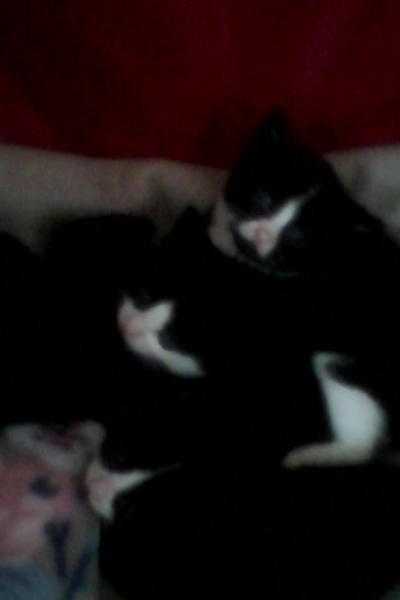 BEAUTIFUL KITTENS FOR SALE