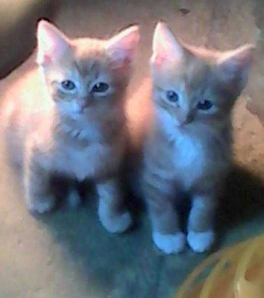 BEAUTIFUL KITTENS FOR SALE