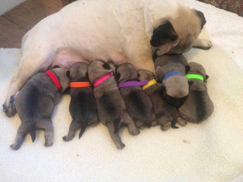 Beautiful litter of 7 kc pug puppies
