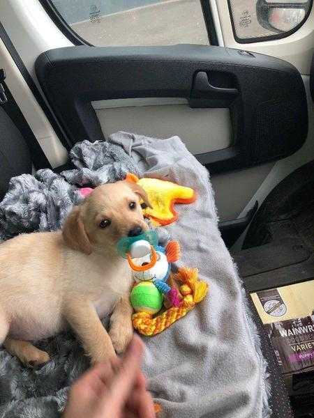 Beautiful litter of Golden Retreiver Puppies