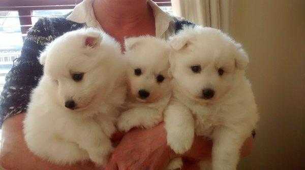beautiful litter of Japanese Spitz puppies.