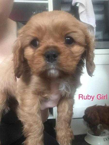 Beautiful Litter of Ruby Cavalier Pups