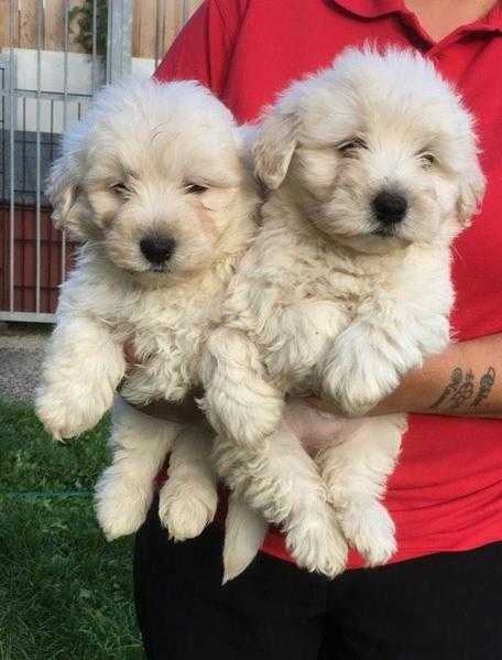 beautiful litter of weechon puppies for sale (westie x bichon)