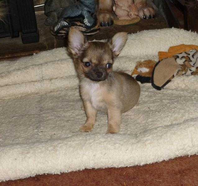 BEAUTIFUL LITTLE CHIHUAHUA GIRL PUPPY