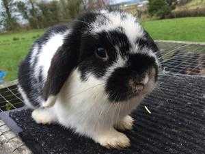 Beautiful lop eared rabbit