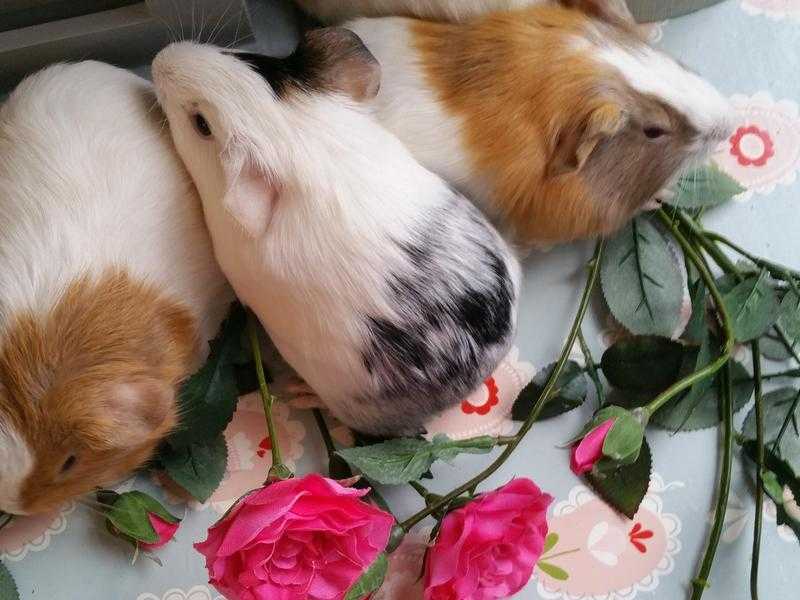 Beautiful loving and tame Guineapigs