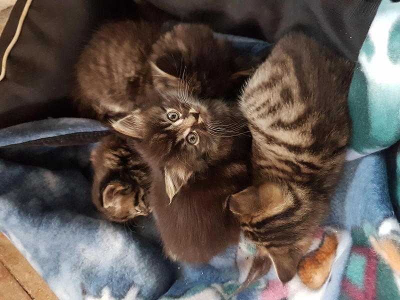 Beautiful maincoon cross persian kittens forsale