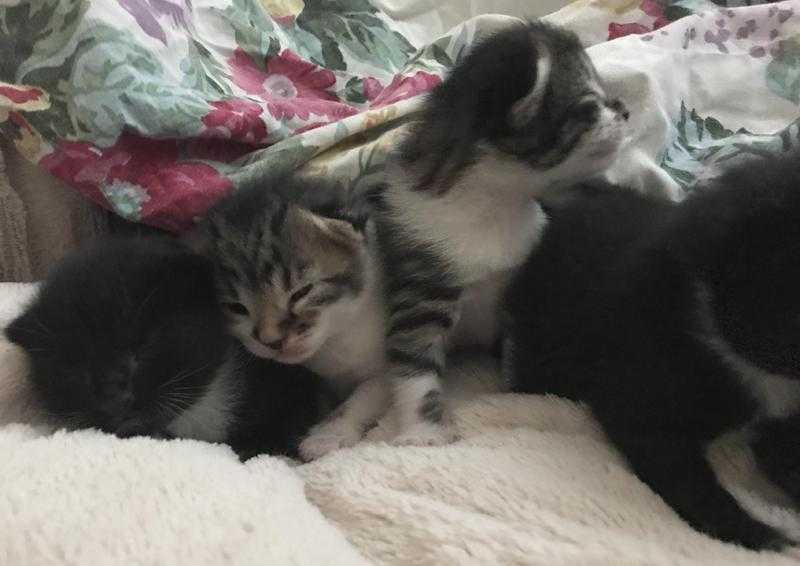 Beautiful Maine coon cross kittens