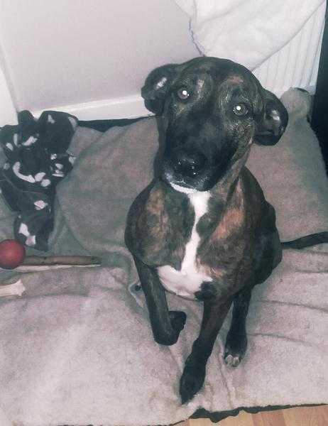 Beautiful male lurcher cross