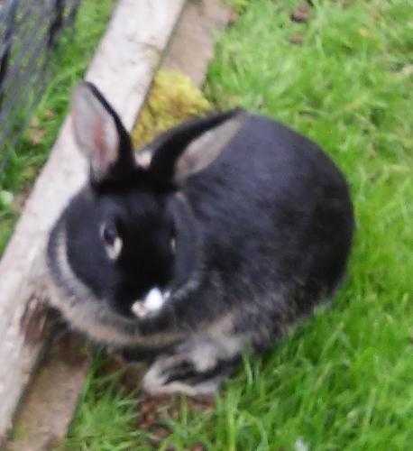 beautiful male rabbit