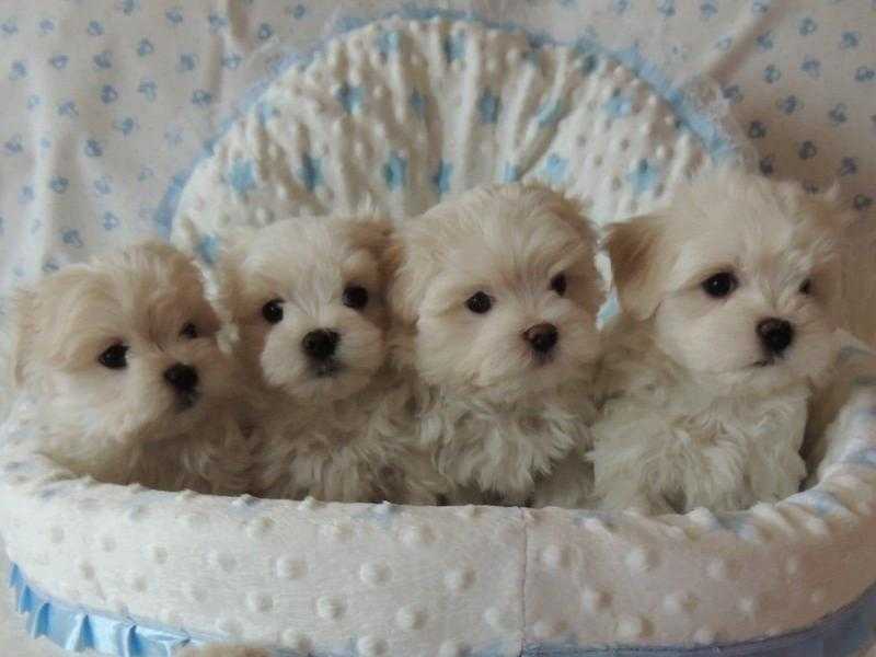 Beautiful maltese puppy for sale this christmas