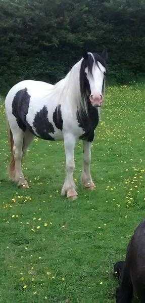 beautiful mare for sale