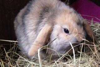 Beautiful mini lop rabbits for sale in Surrey