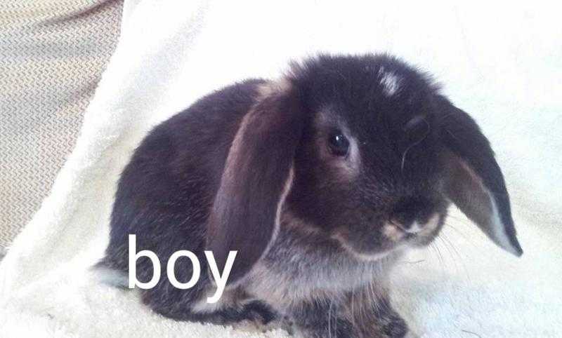 Beautiful mini lop rabbits ready now for their loving forever homes