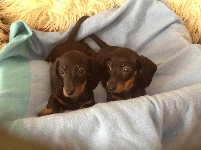 Beautiful mini smooth haired dachshund puppies