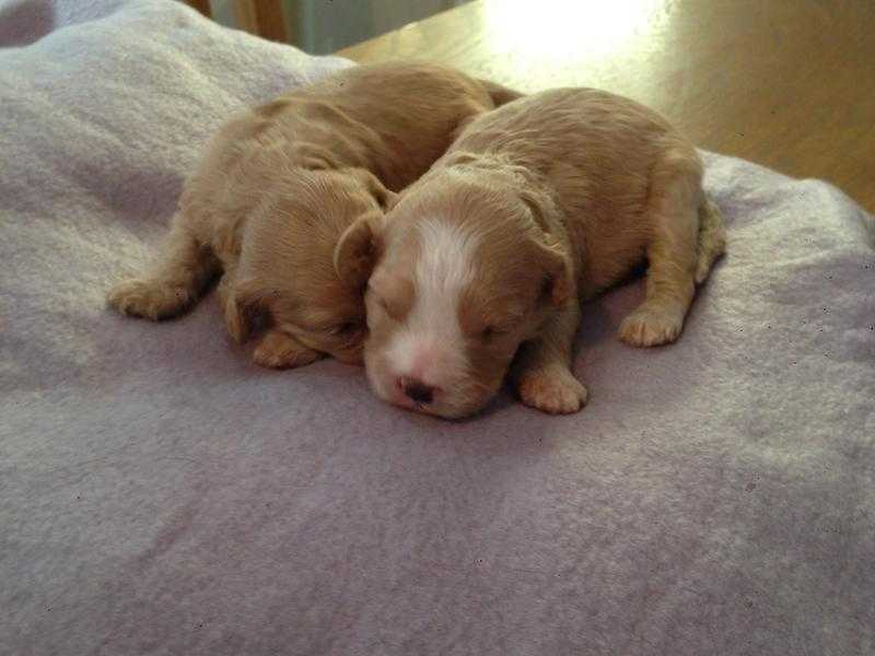 Beautiful miniature Cavapoo pups