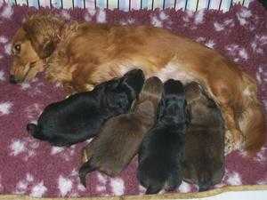 Beautiful Miniature Dachshund Puppies