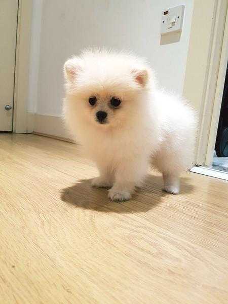 Beautiful miniature Pomeranian girl in light cream color