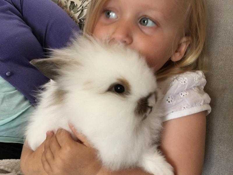 Beautiful Netherland Dwarf X Lionhead Baby Rabbits