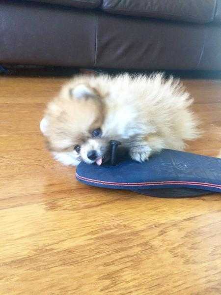 Beautiful orange miniature Pomeranian puppy