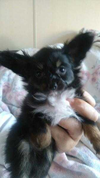 Beautiful papillon puppy