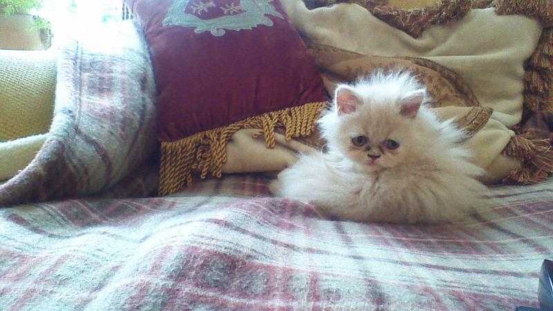 Beautiful Pedigree Persian Kittens.